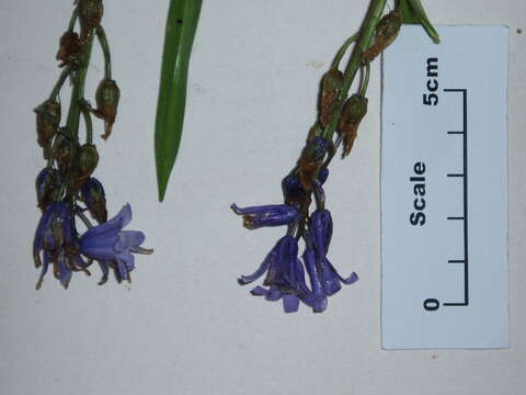 Image of Common Bluebell