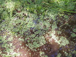 Image of Azolla rubra R. Br.