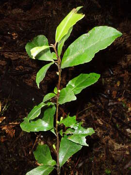 Image of Shrubby honeysuckle