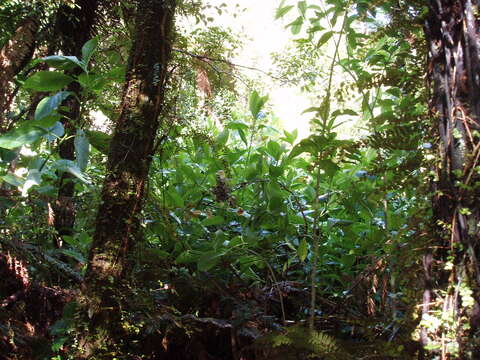 Image of Shrubby honeysuckle