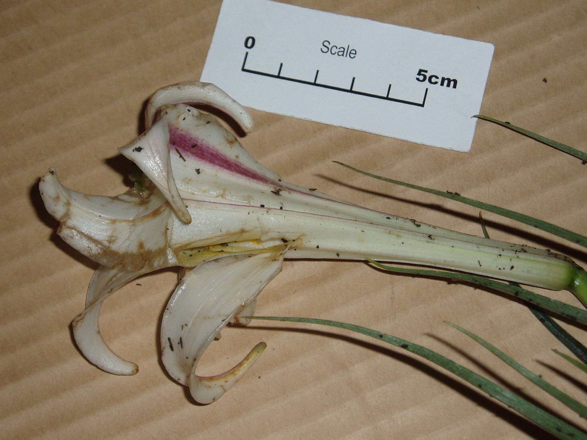 Image of Formosa lily