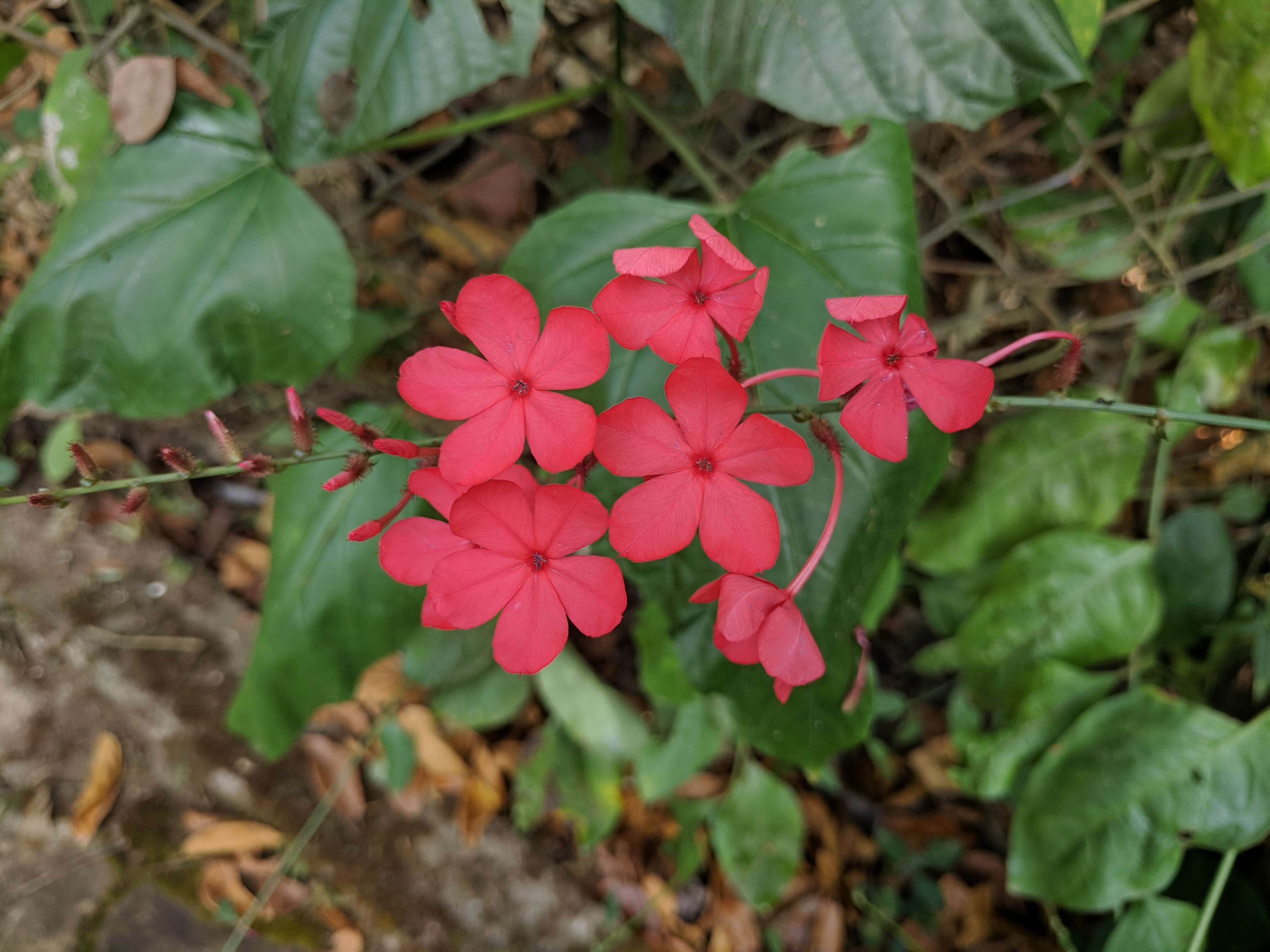 Imagem de Plumbago indica L.