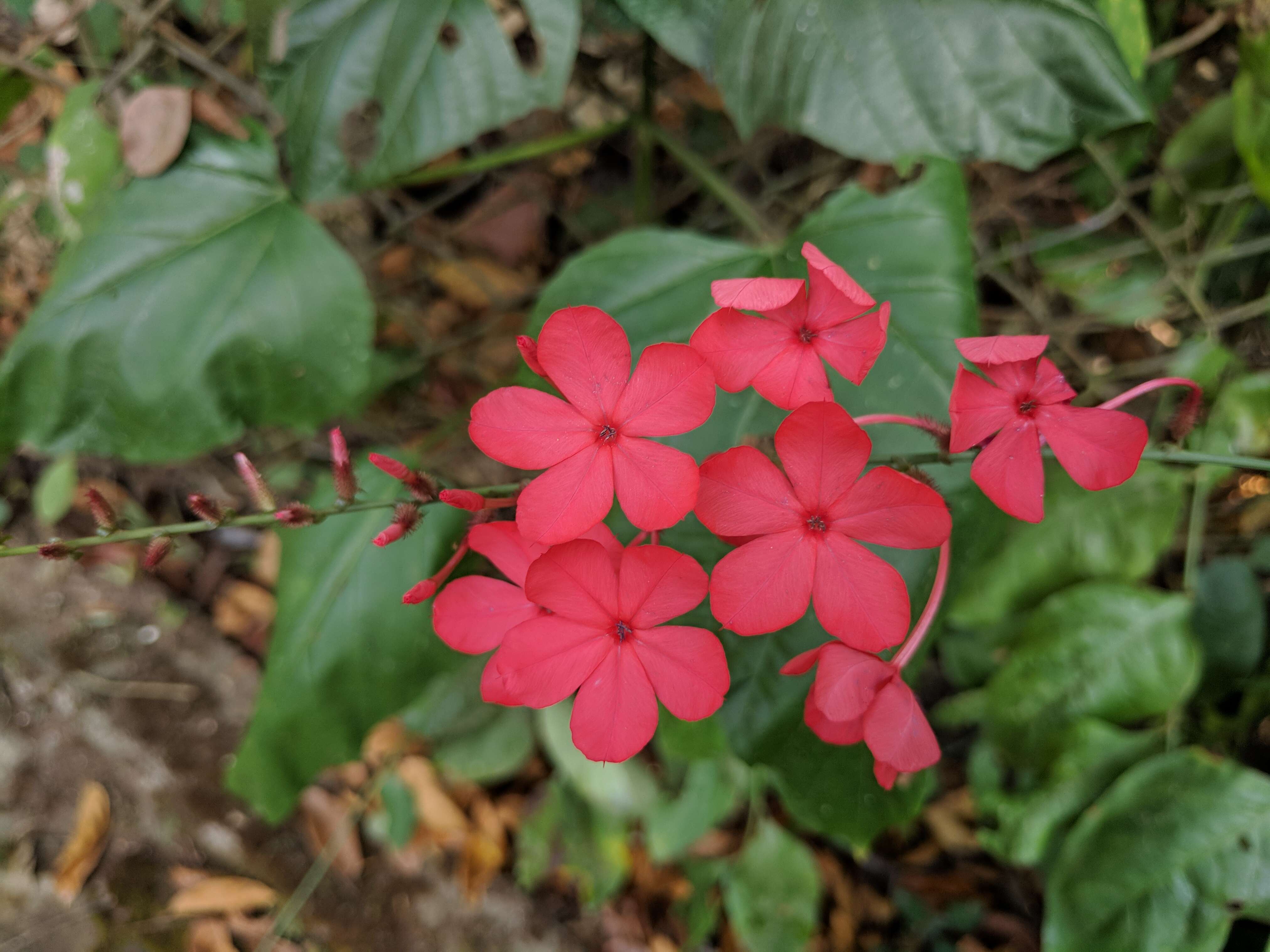 Imagem de Plumbago indica L.