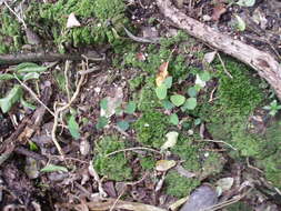 Sivun Homalanthus populifolius Graham kuva
