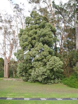 Sivun Acacia prominens A. Cunn. ex G. Don kuva