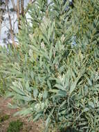 Sivun Acacia prominens A. Cunn. ex G. Don kuva