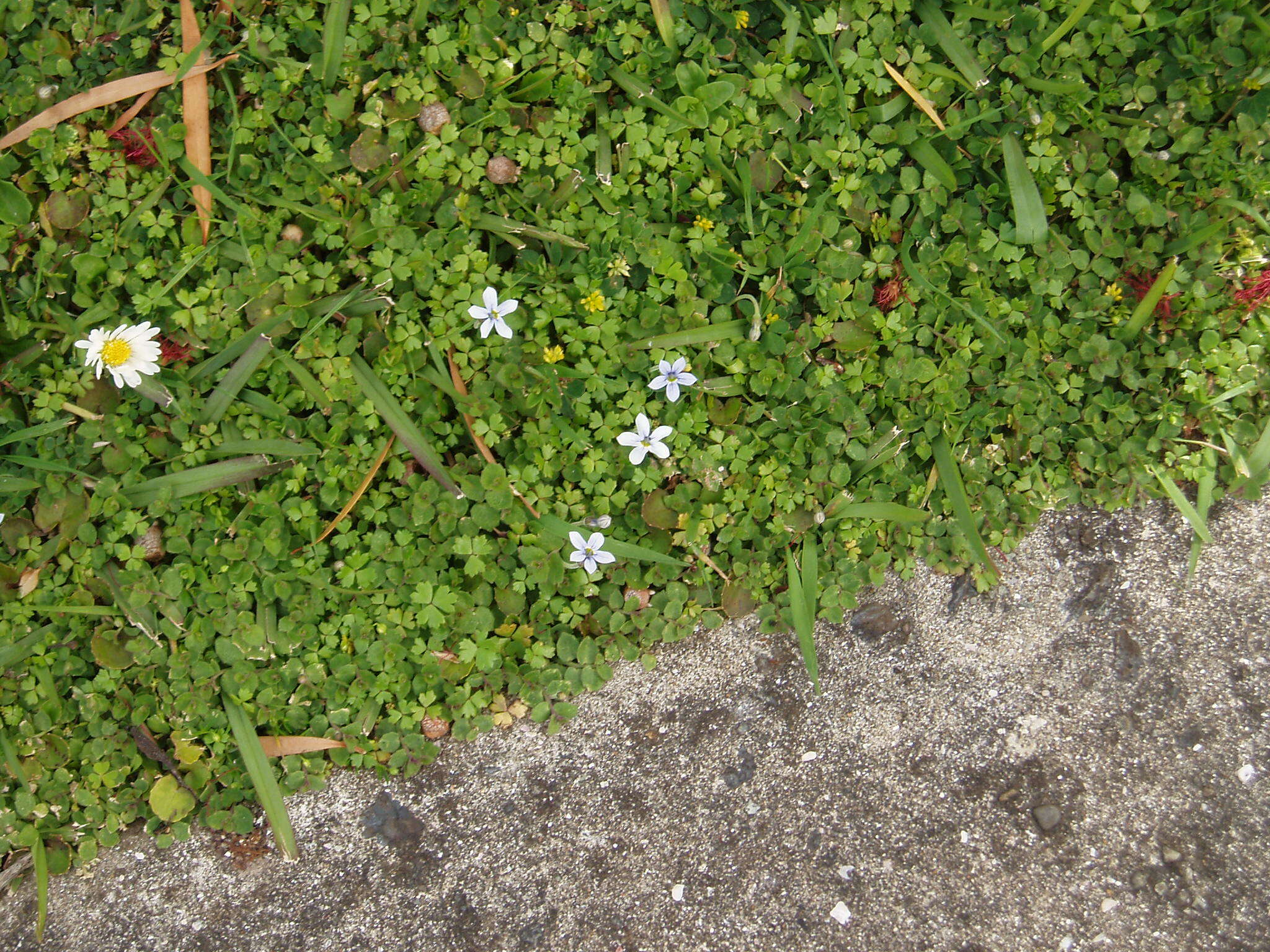 Image de Lobelia pedunculata R. Br.