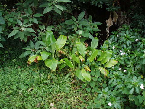 Plancia ëd Ensete ventricosum (Welw.) Cheesman