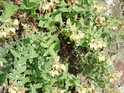 Image of Hypericum olympicum L.