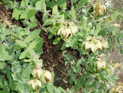 Image of Hypericum olympicum L.