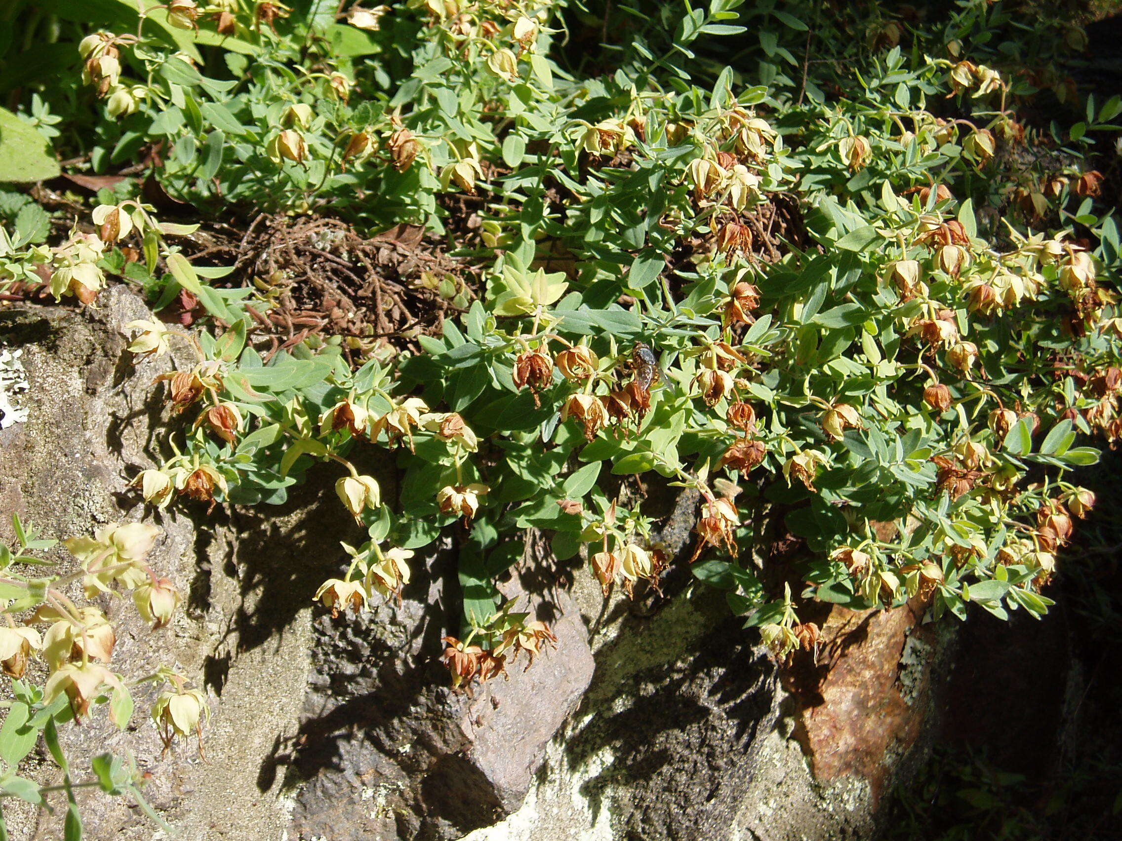 Image of Hypericum olympicum L.