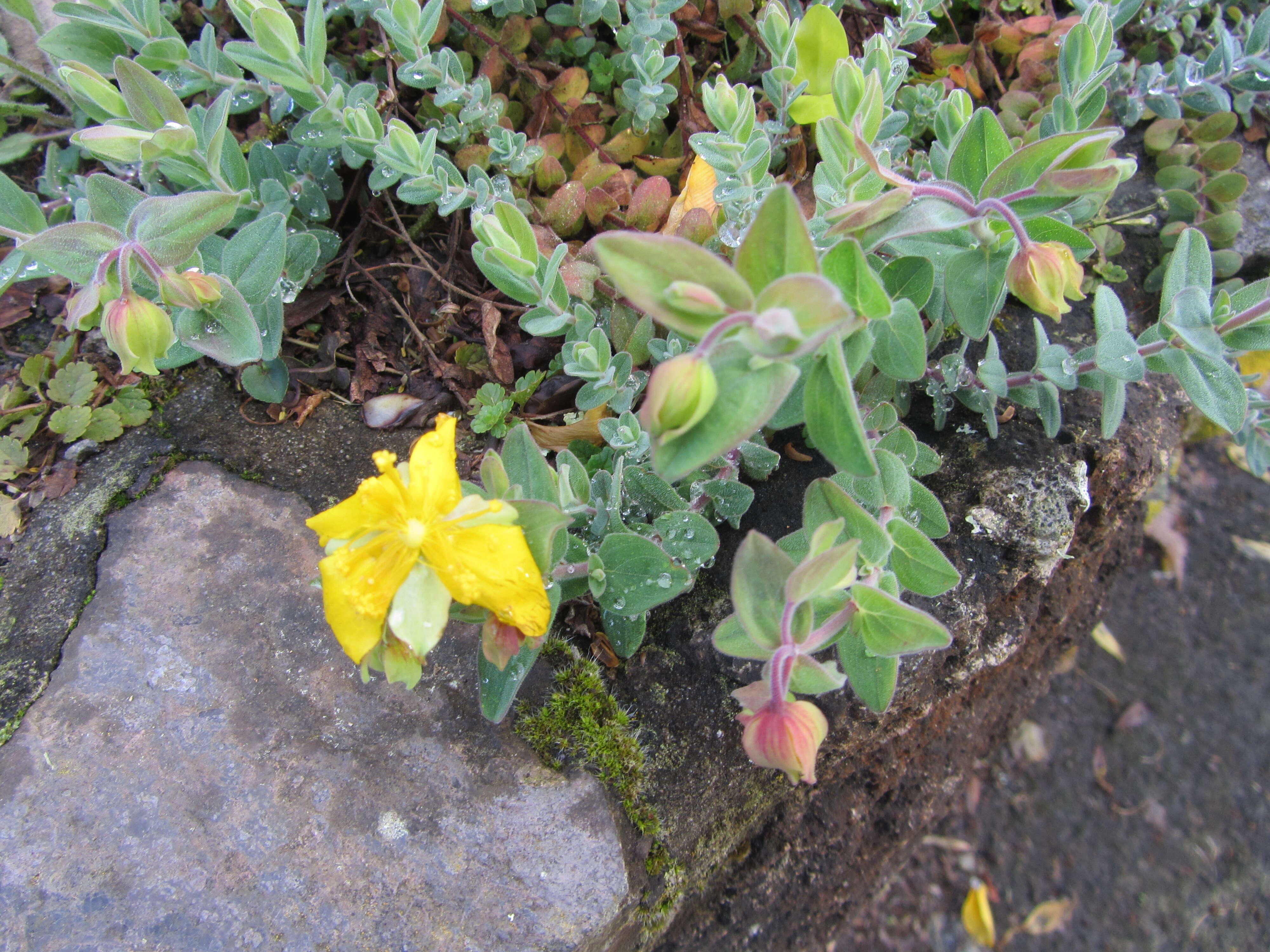 Image of Hypericum olympicum L.