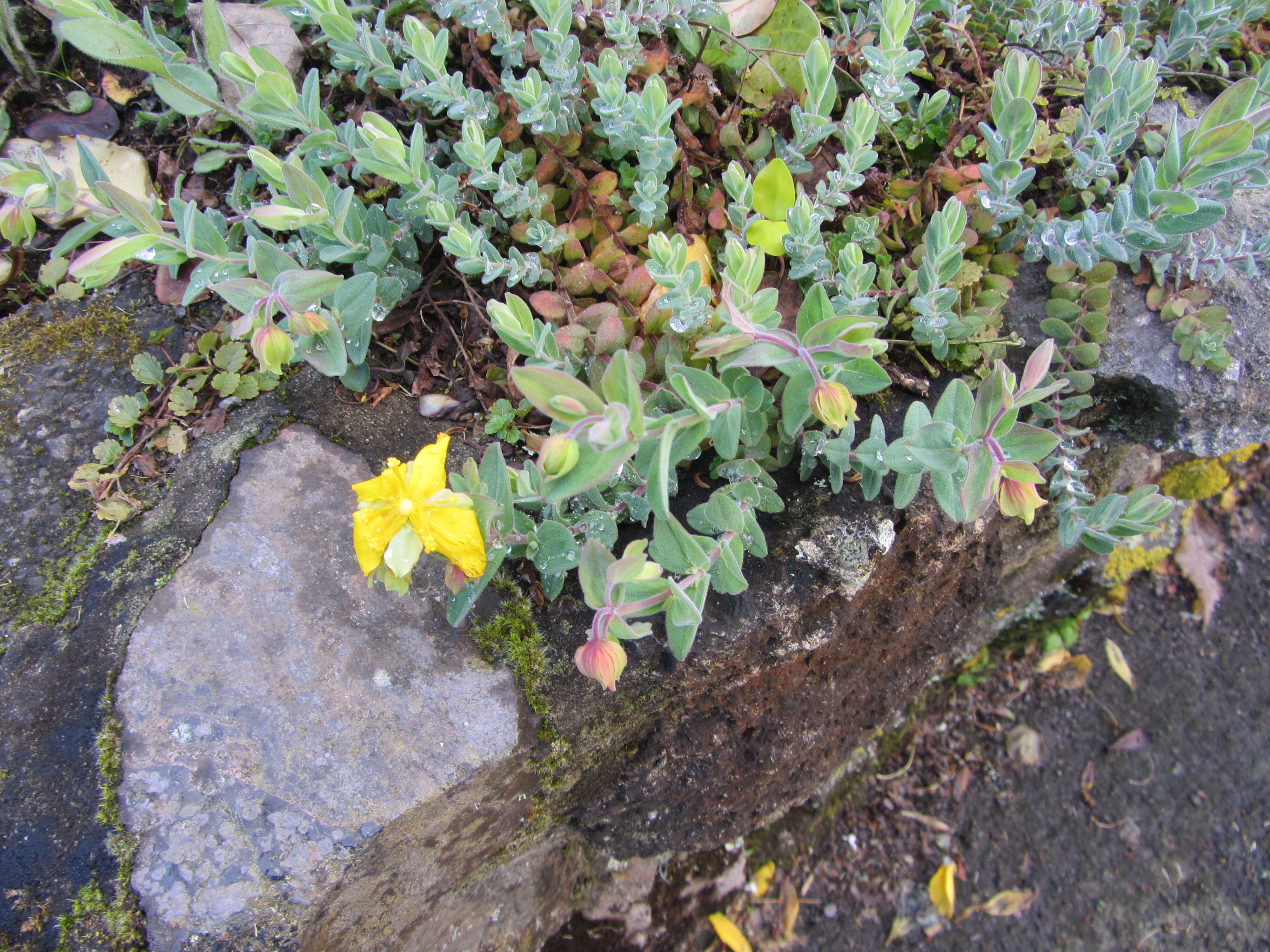 Image of Hypericum olympicum L.