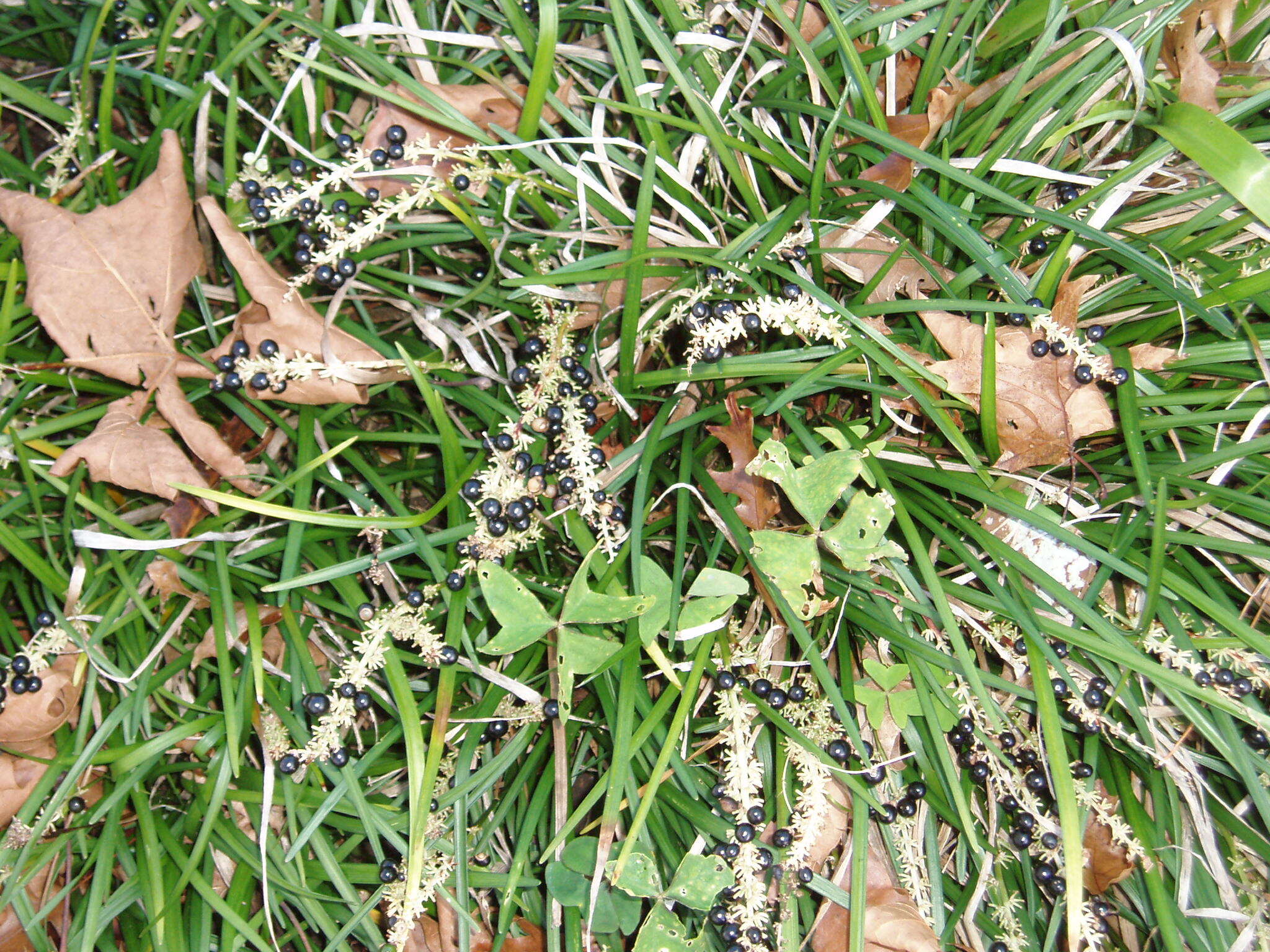 Image of Big blue lilyturf'