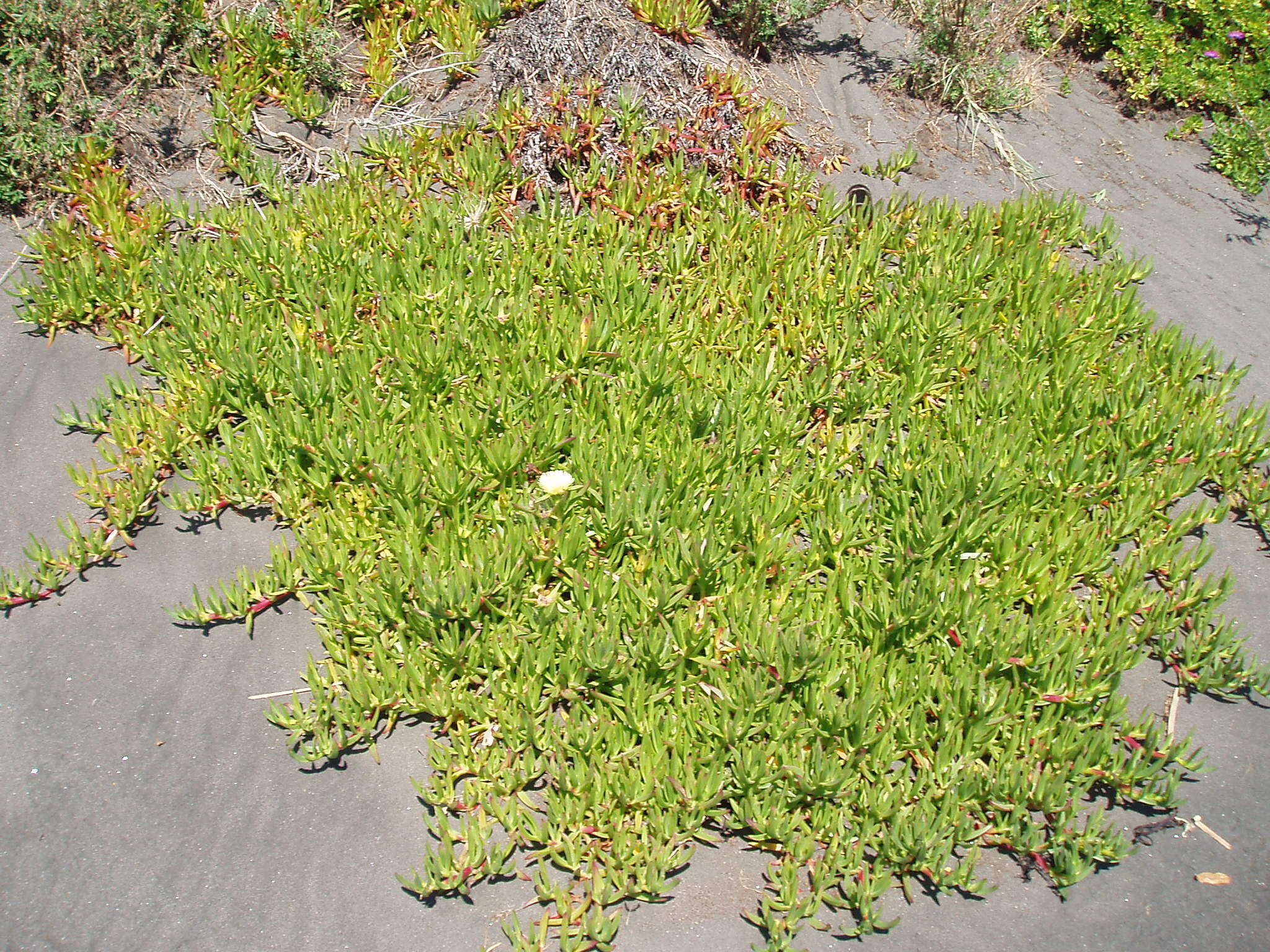 Image of hottentot fig