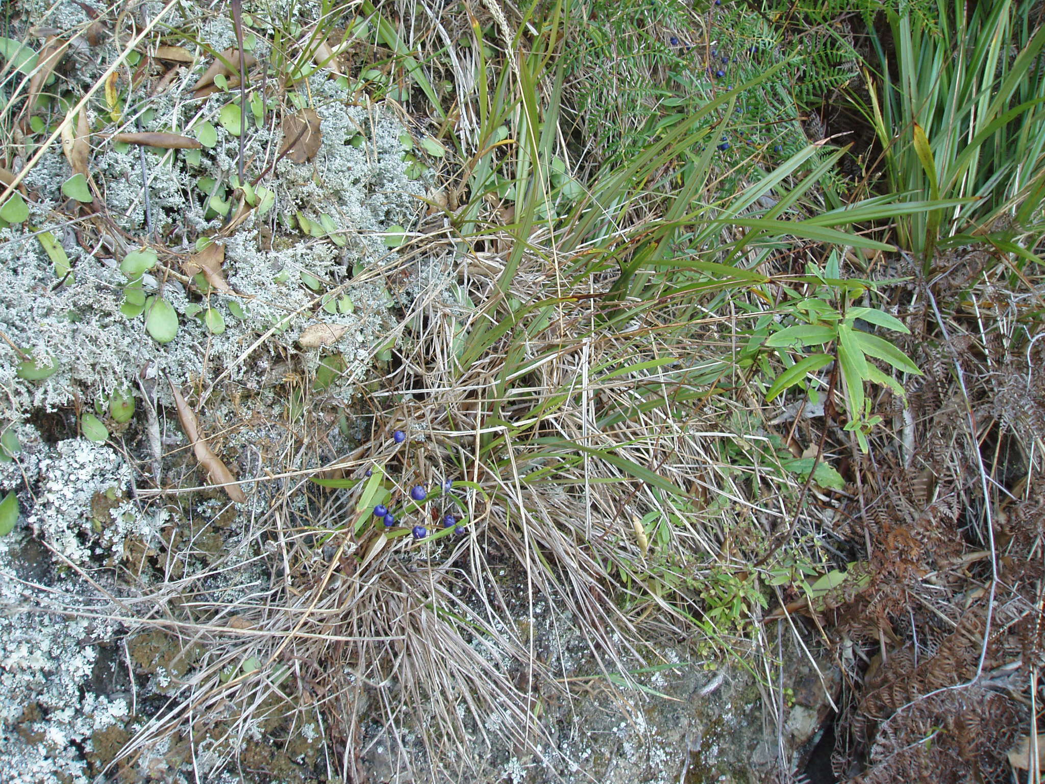 Image of Dianella nigra Colenso