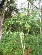 Image of Highveld Cabbage Tree