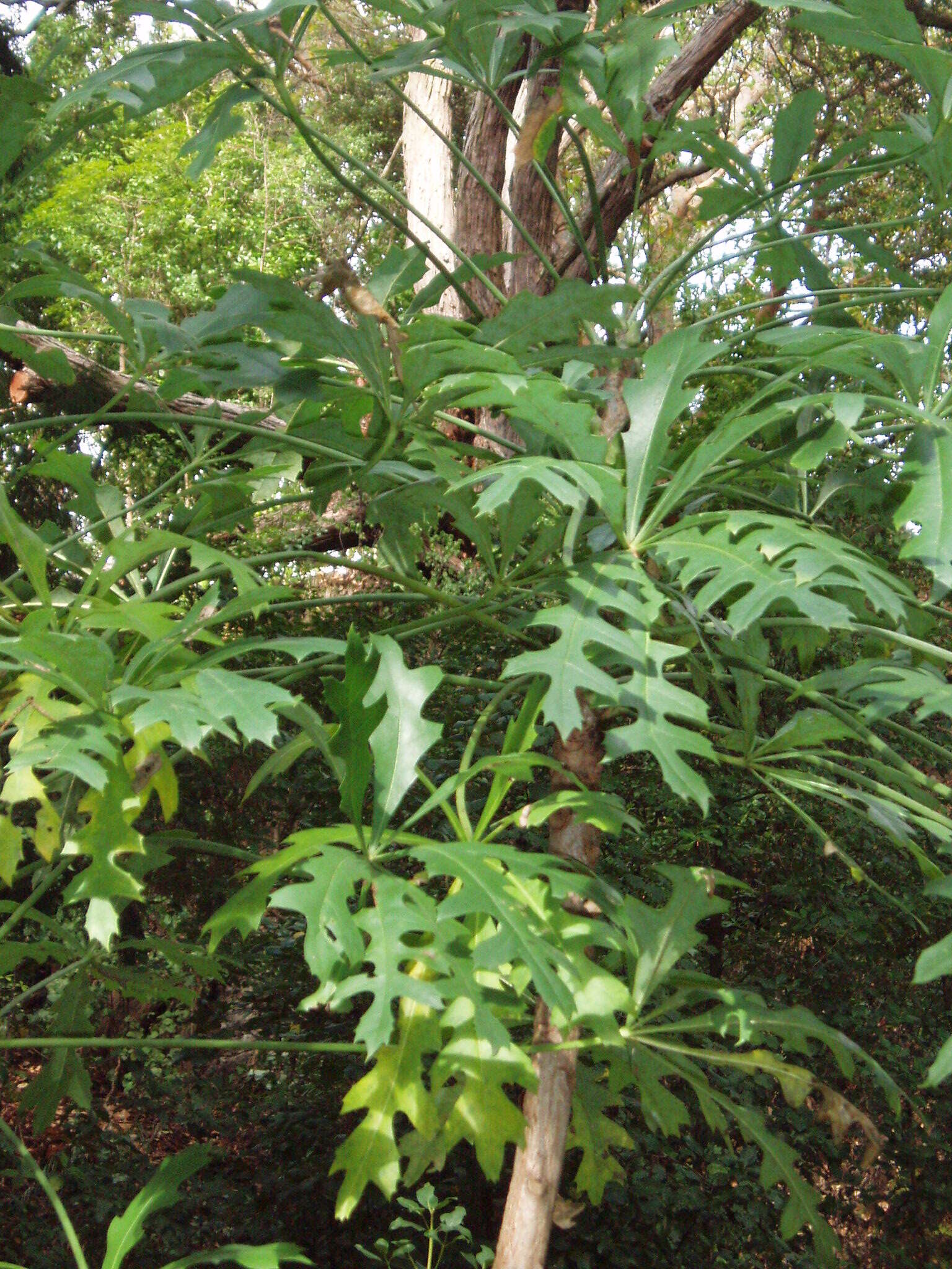 Image of Highveld Cabbage Tree