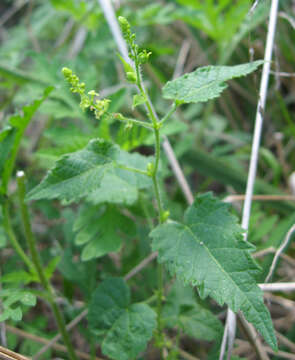 Image of heartleaf noseburn