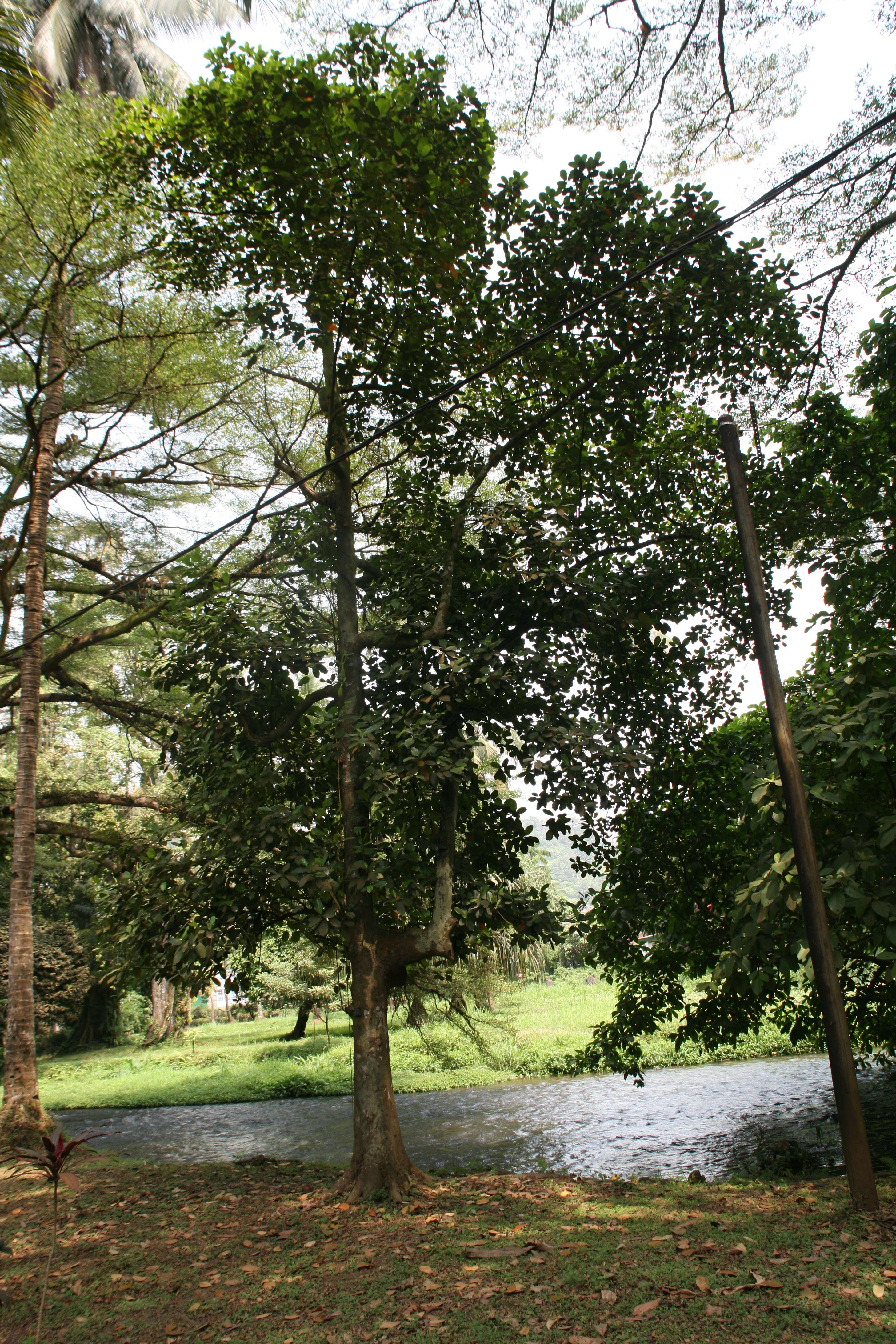 Image of jackfruit