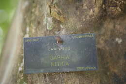 صورة Baphia nitida Lodd.