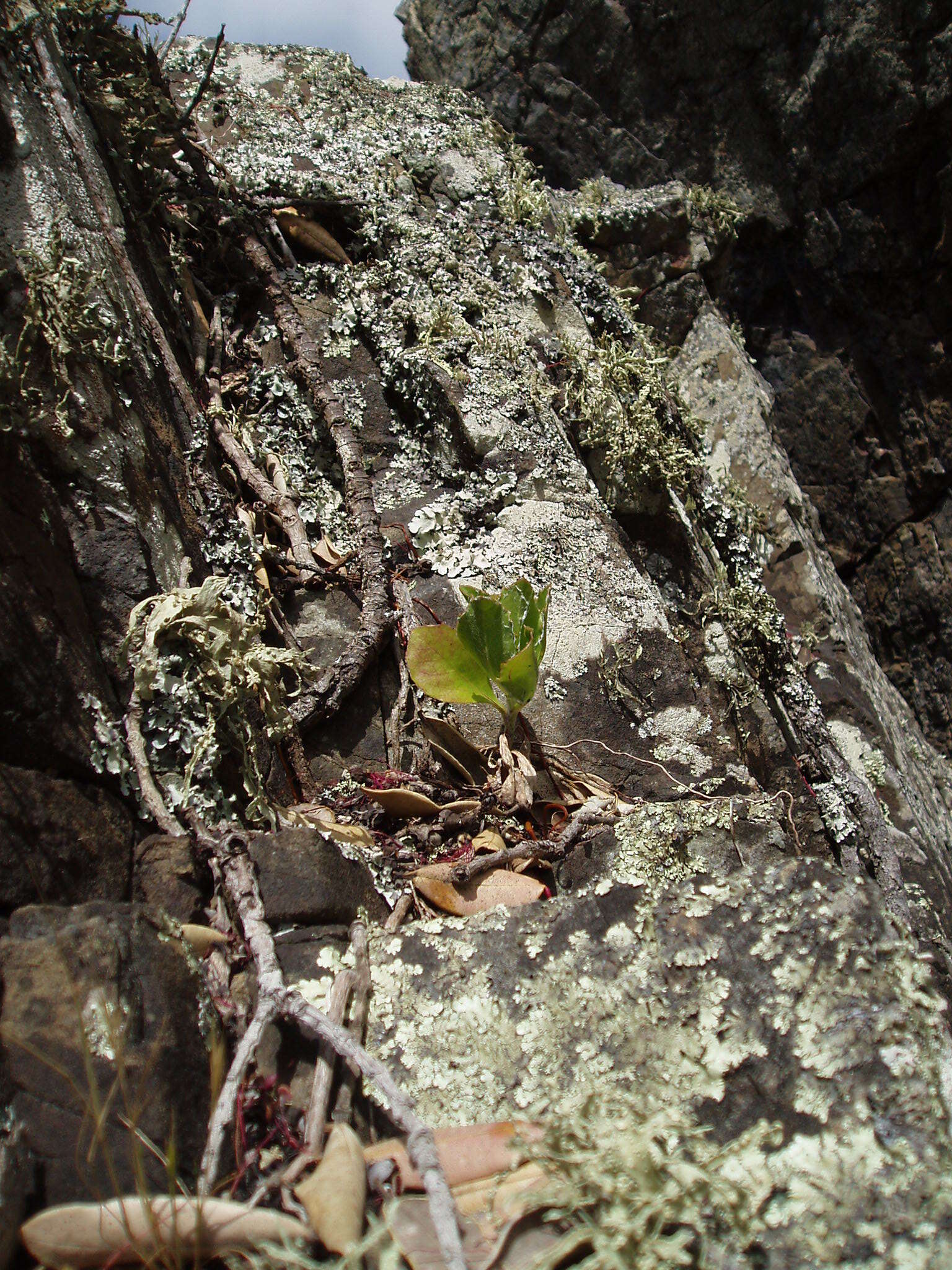 Image of Tickberry