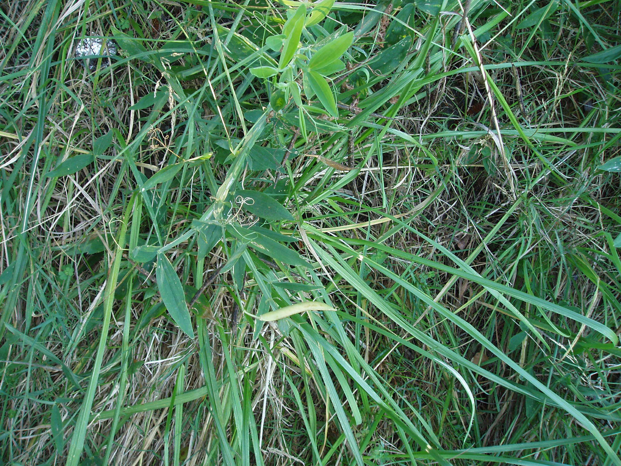 Image of Everlasting pea