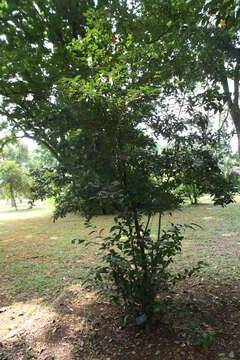 Image of Tea plant