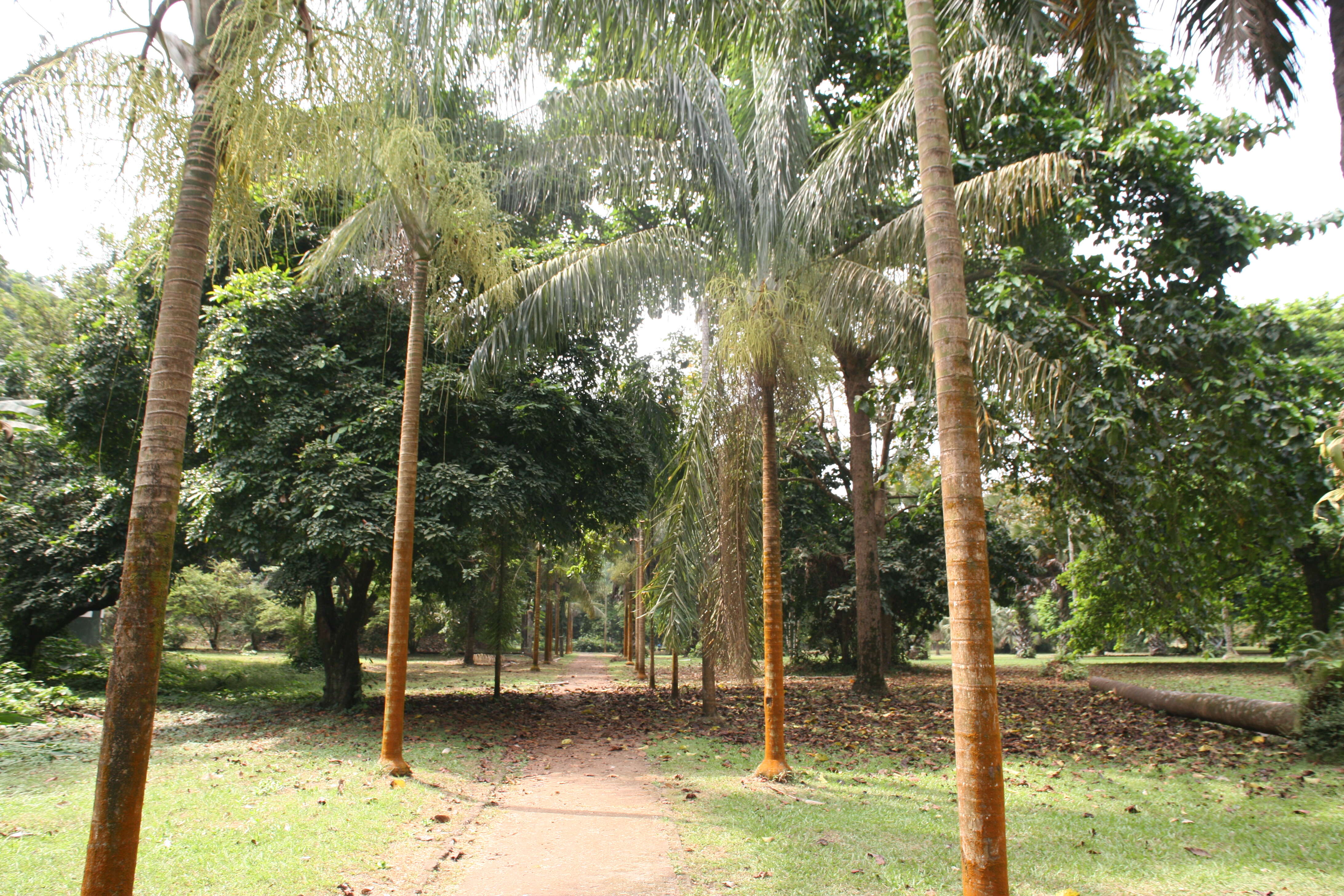 Image of Red latan palm