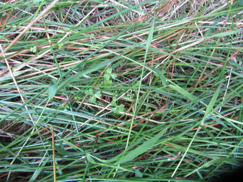 Image of Australian hydrocotyle