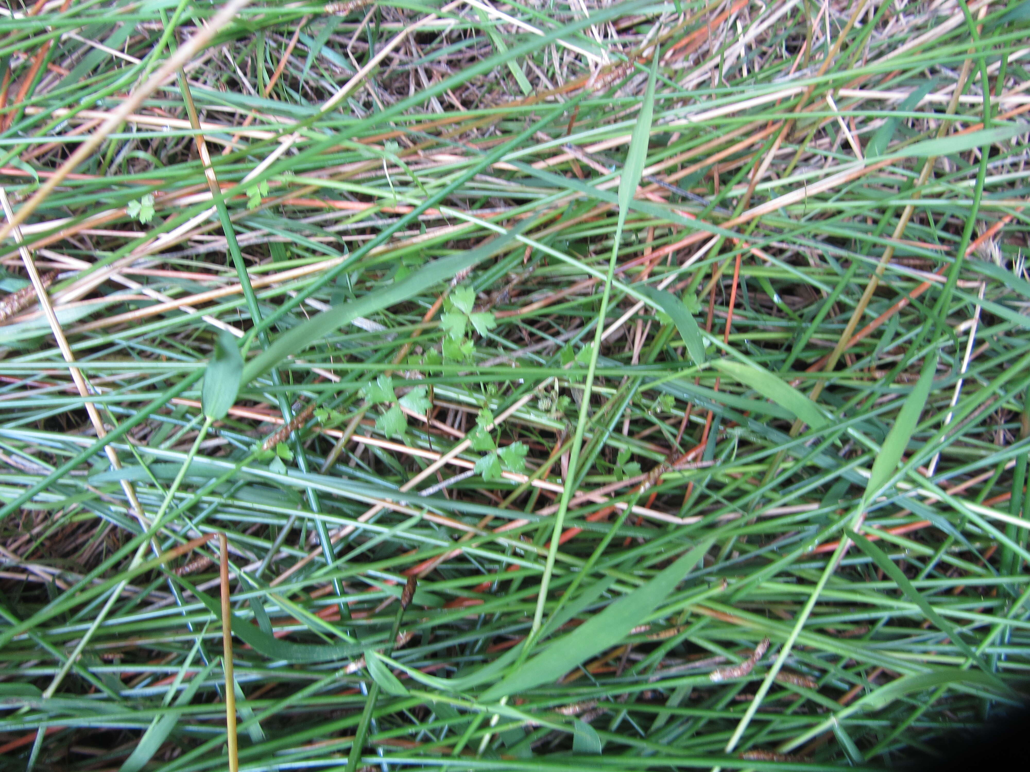 Image of Australian hydrocotyle