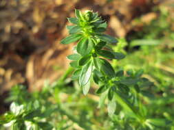 Image of White bedstraw