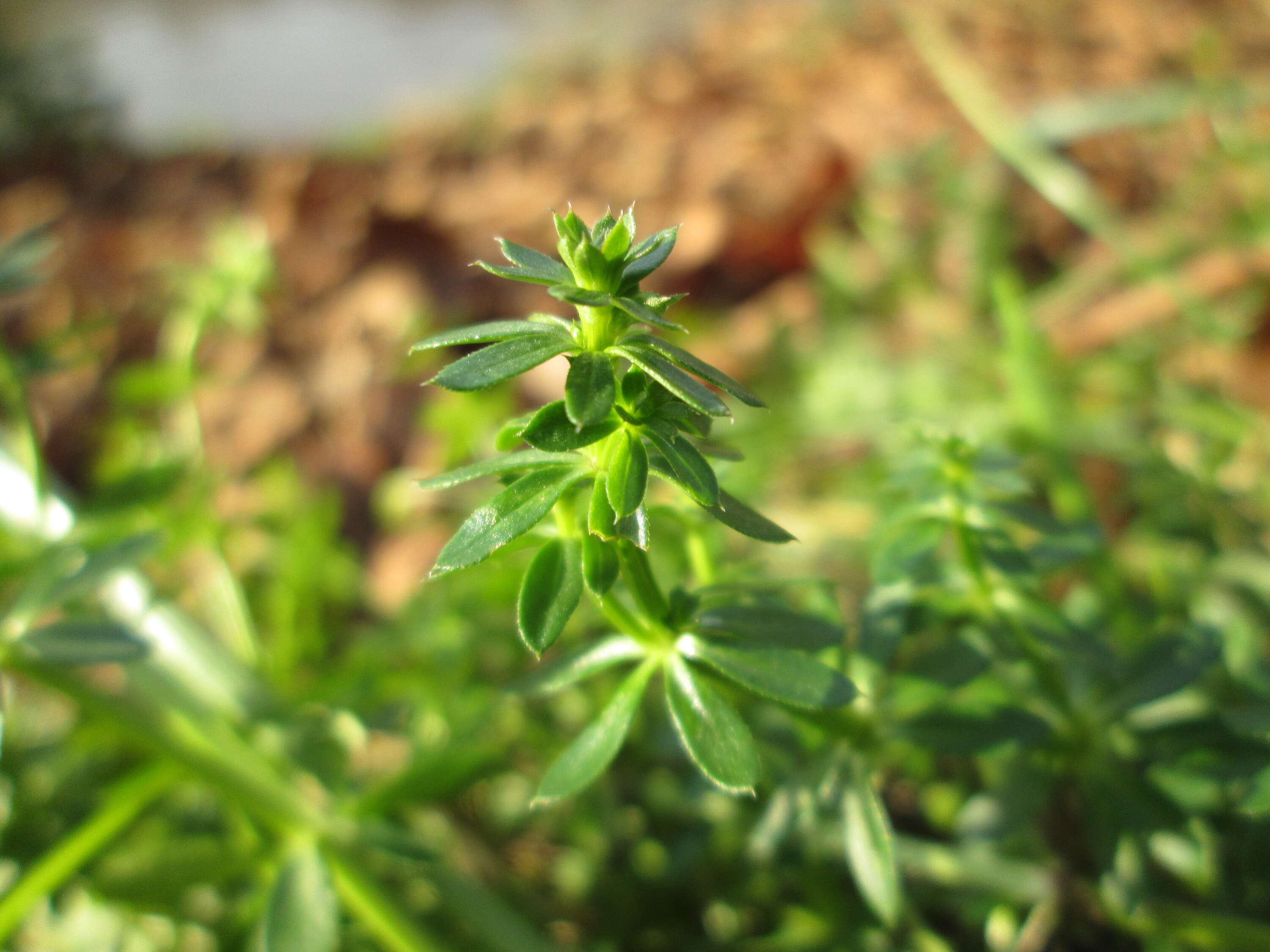 Image of White bedstraw