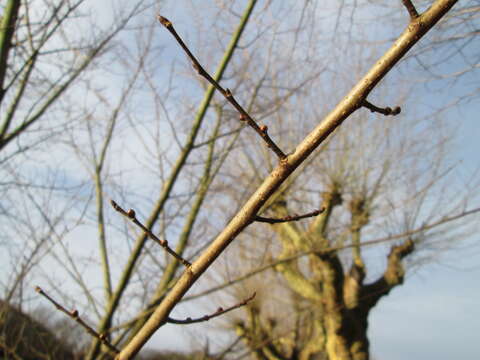 Image of Small-leaved Elm