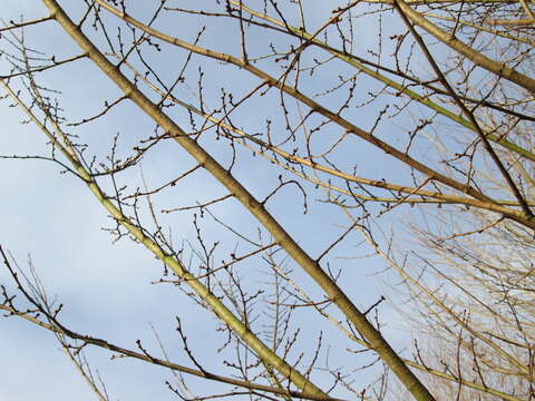 Image of Small-leaved Elm