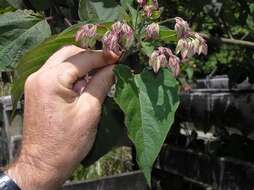 Imagem de Clerodendrum trichotomum Thunb.