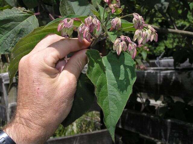 Imagem de Clerodendrum trichotomum Thunb.