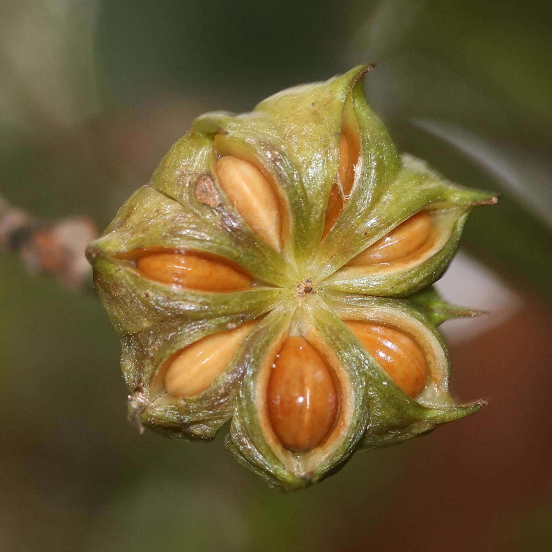 Imagem de Illicium anisatum L.