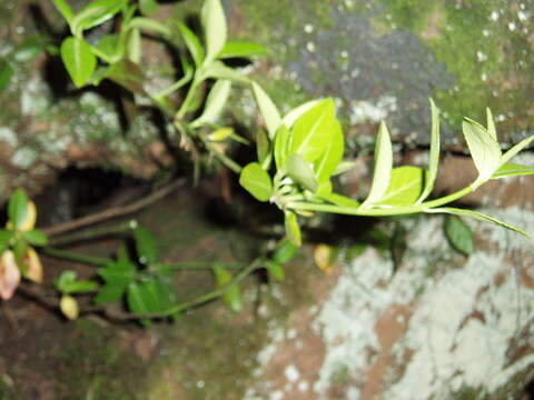 Image of Japanese spindletree