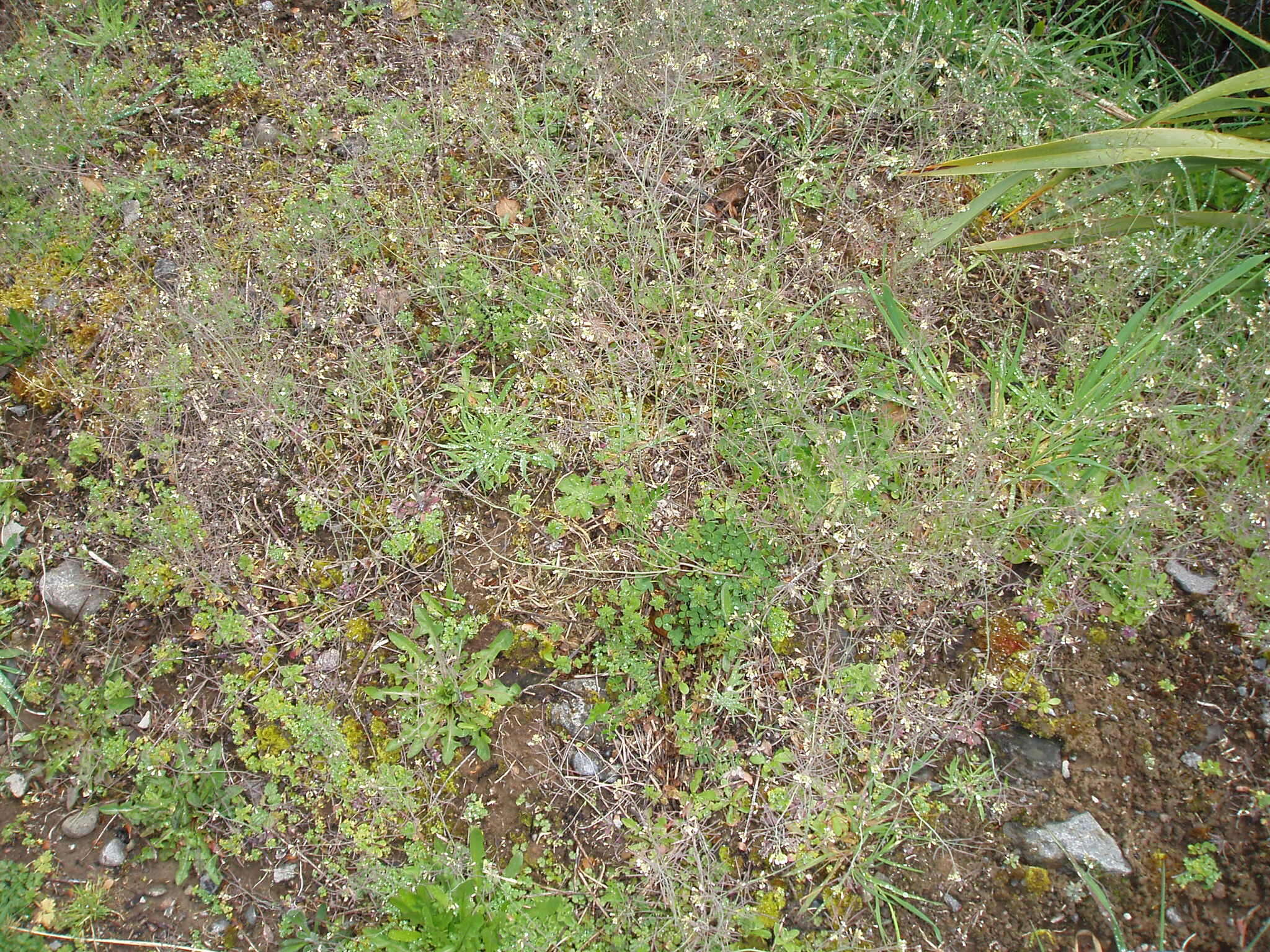 Image of Mouse-ear Cress