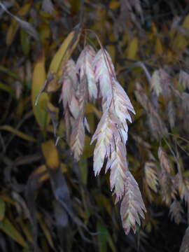 Image of Indian woodoats