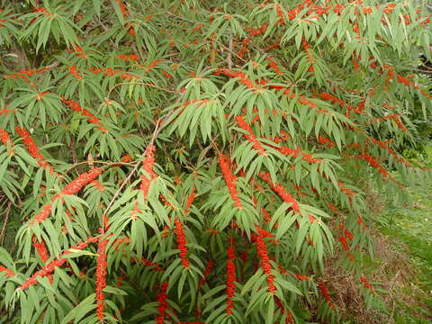 Imagem de Debregeasia longifolia (Burm. fil.) Wedd.