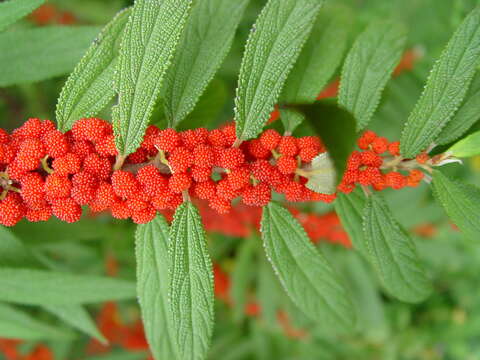 Imagem de Debregeasia longifolia (Burm. fil.) Wedd.