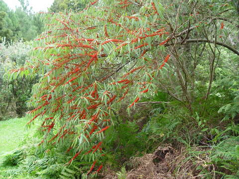 Imagem de Debregeasia longifolia (Burm. fil.) Wedd.