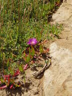 Plancia ëd Carpobrotus chilensis (Molina) N. E. Br.