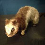 Image of Northern Luzon Giant Cloud Rat