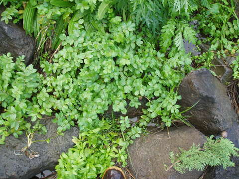 Image of Fool's-Watercress