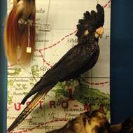 Image of Red-tailed Black-Cockatoo