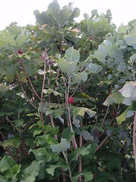 Image of Big-Leaf Magnolia