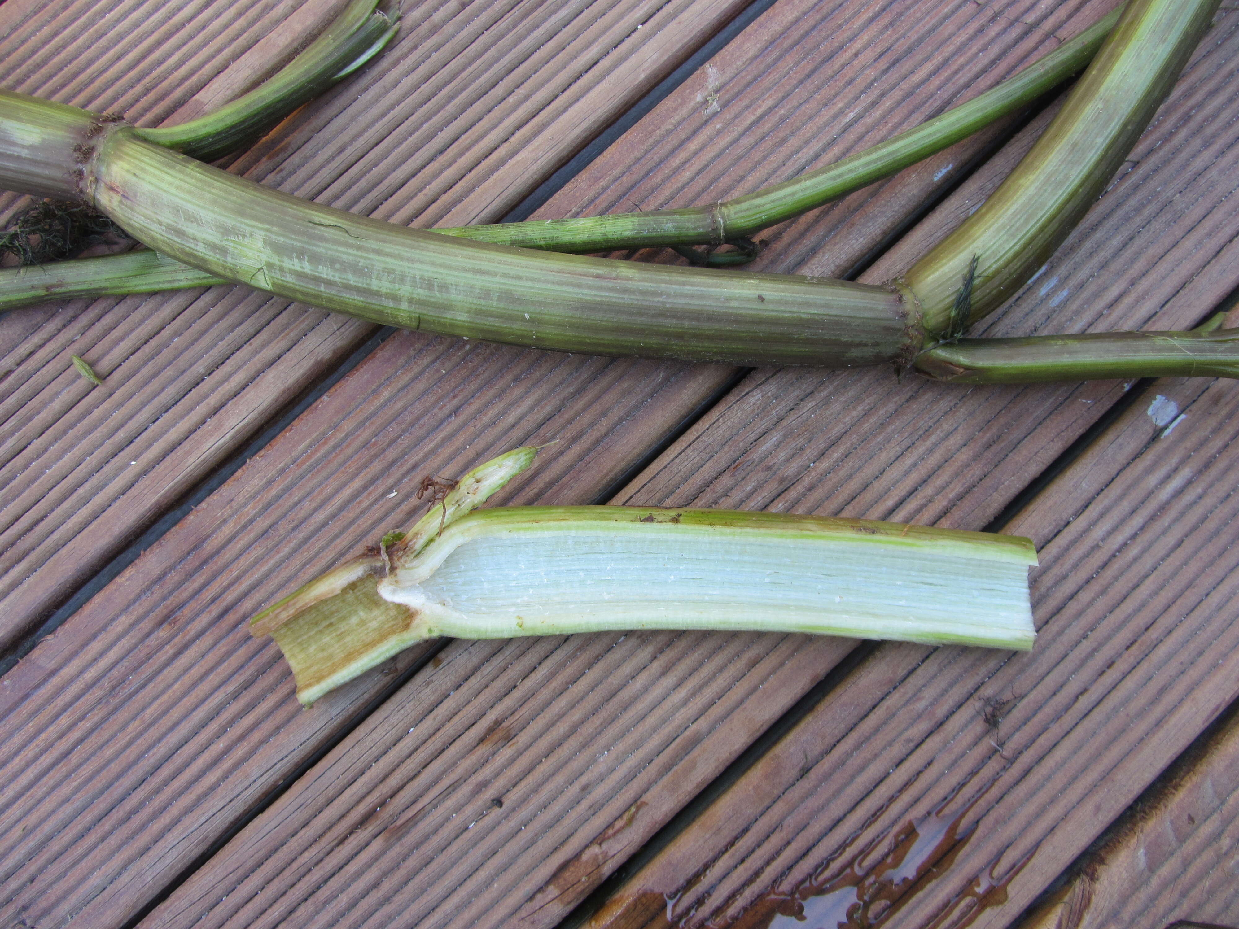 Image of Fool's-Watercress